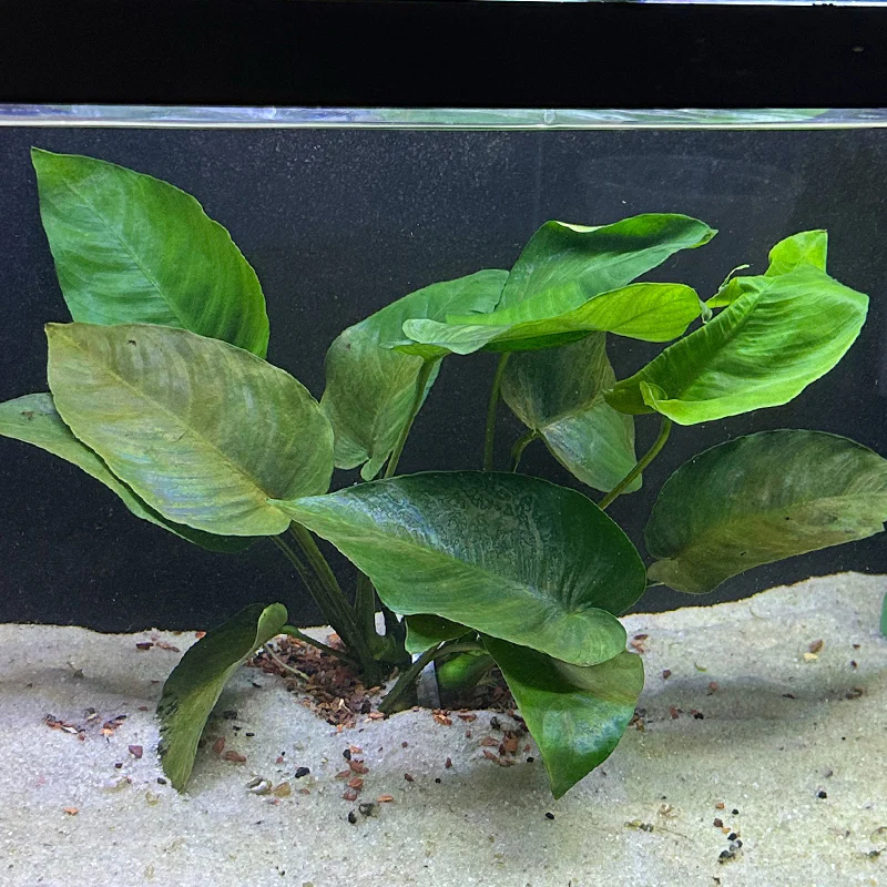 Background plants