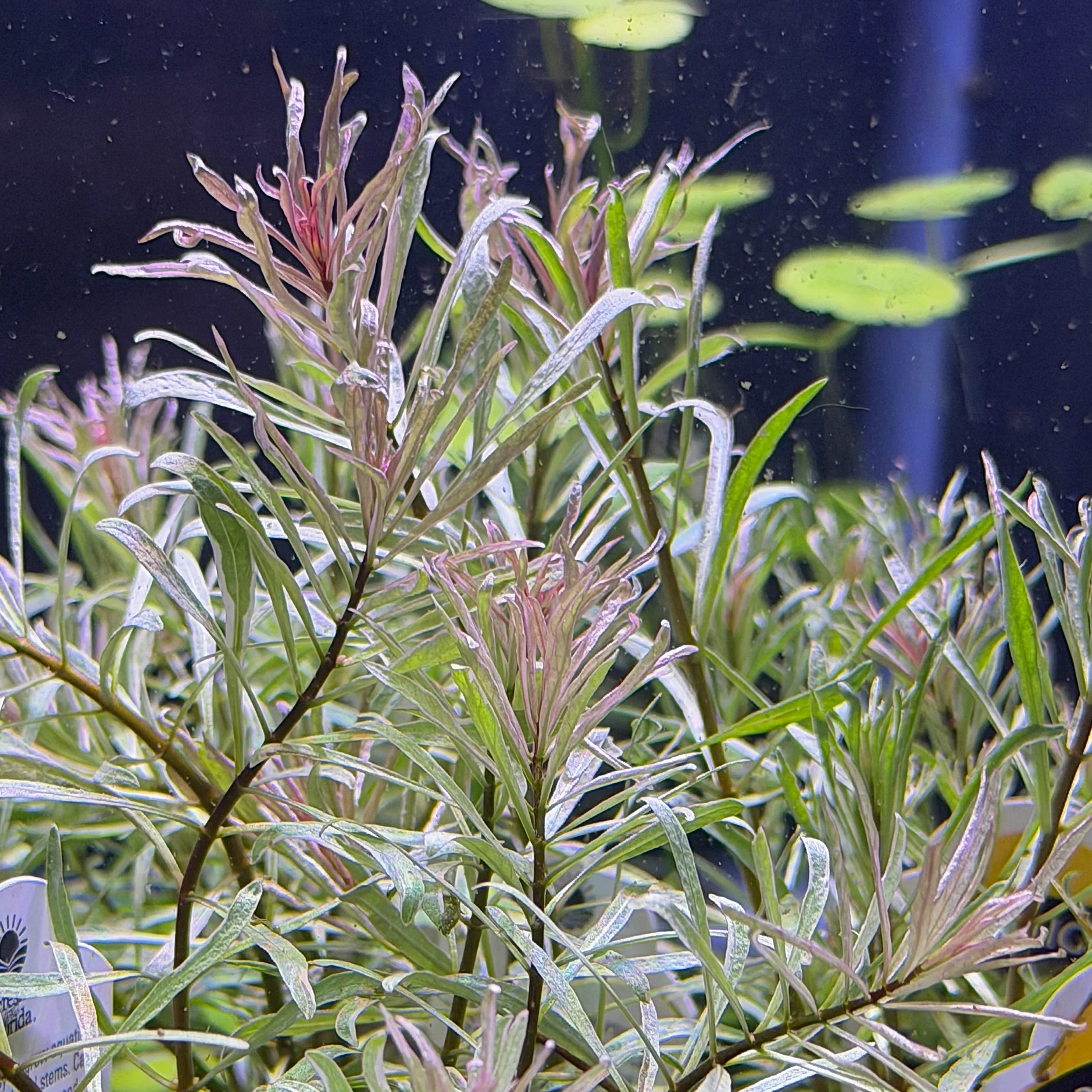 Midground plants