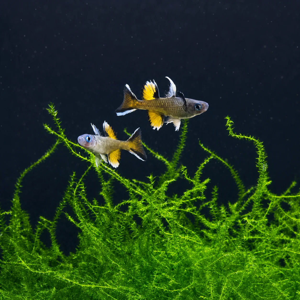 Freshwater Fish